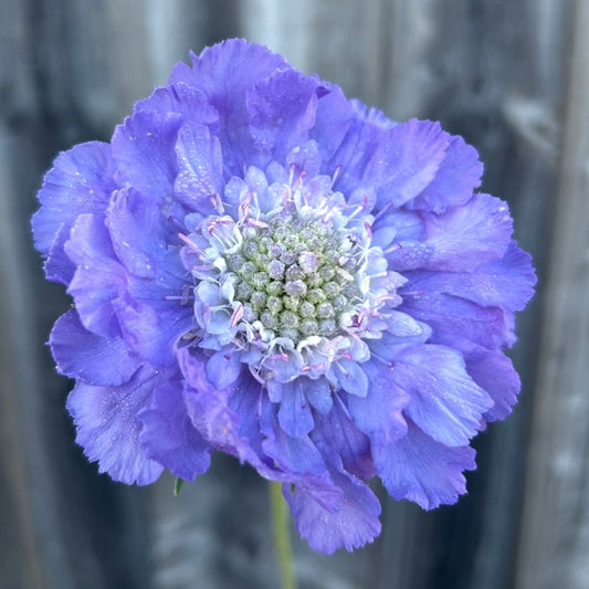 Scabiosa Fama Blue