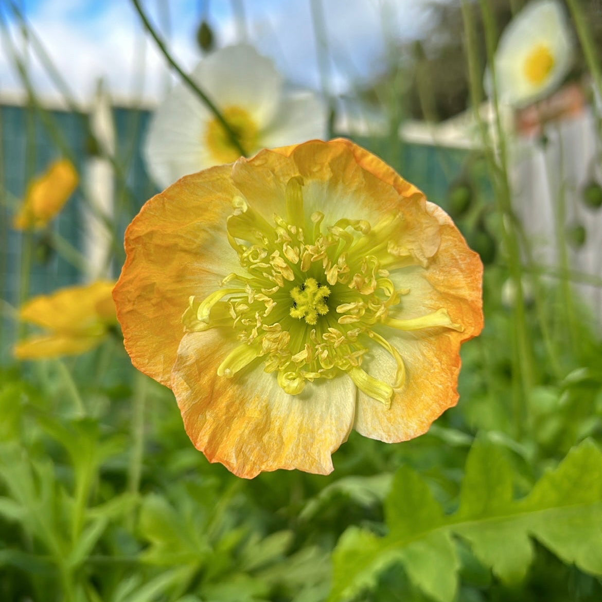 Poppy Pastel Mix