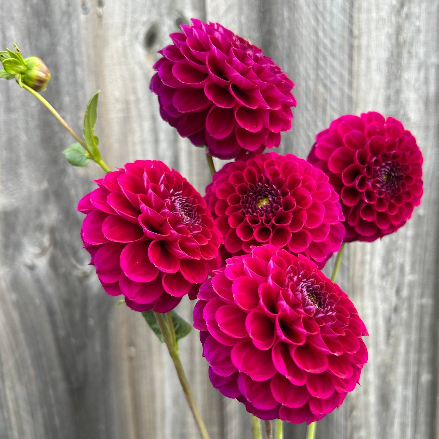 Burgundy Ball