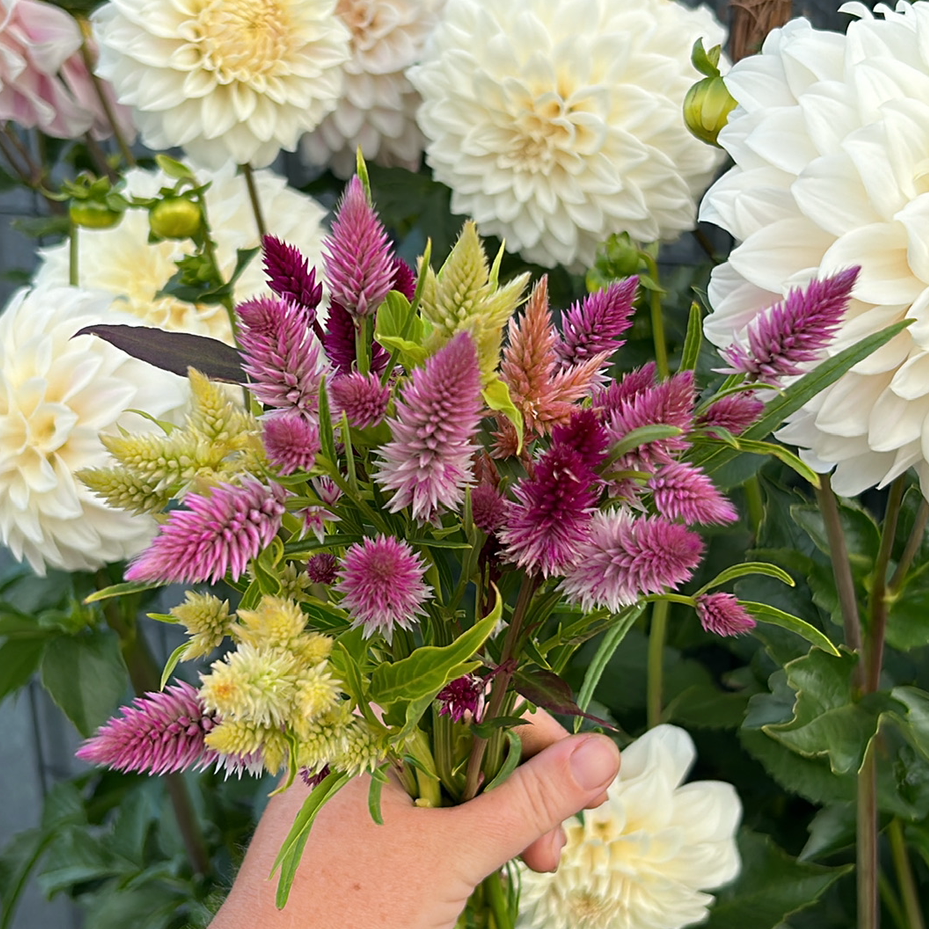 Celosia Mix