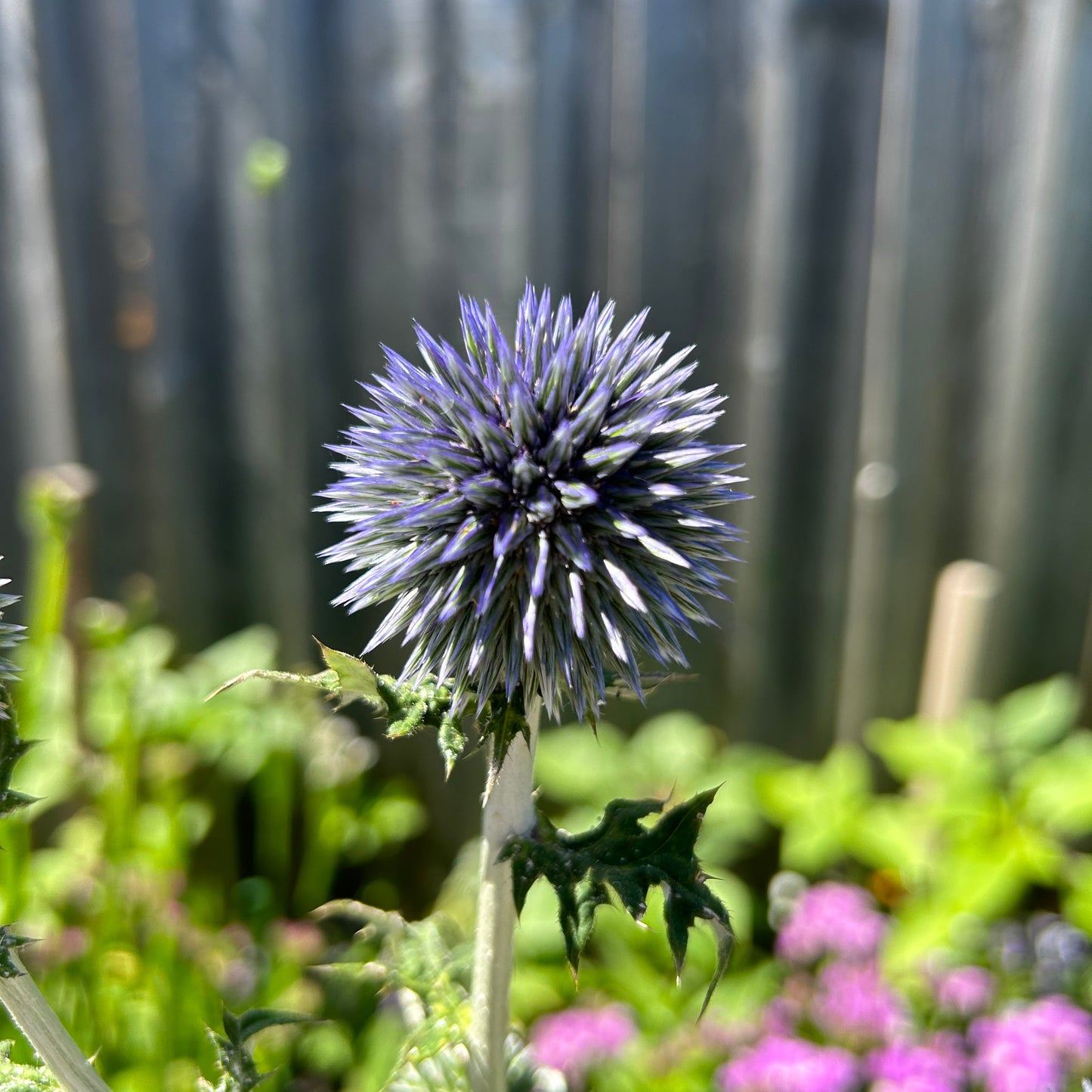 Echinops Blue Glow