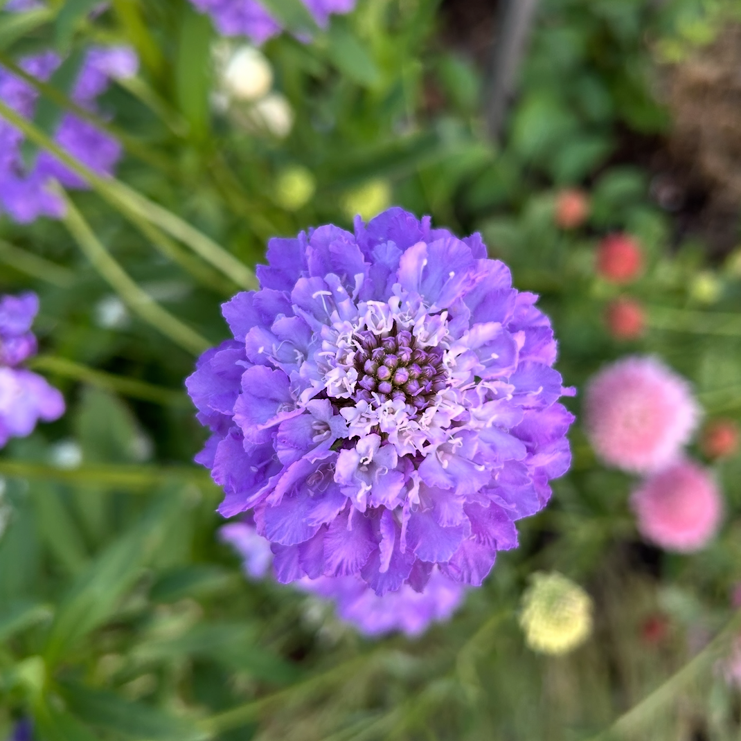 Scabiosa Oxford Blue