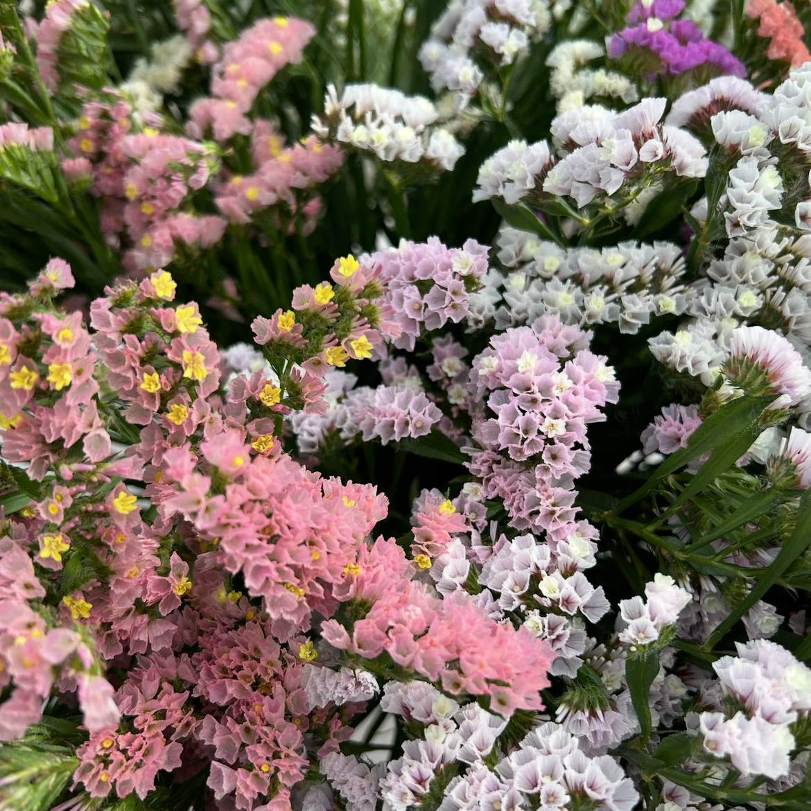 Statice Pastel Mix