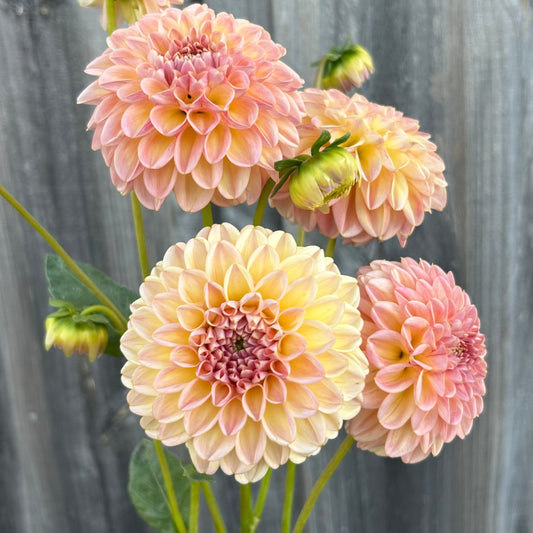 Florelie Harmony