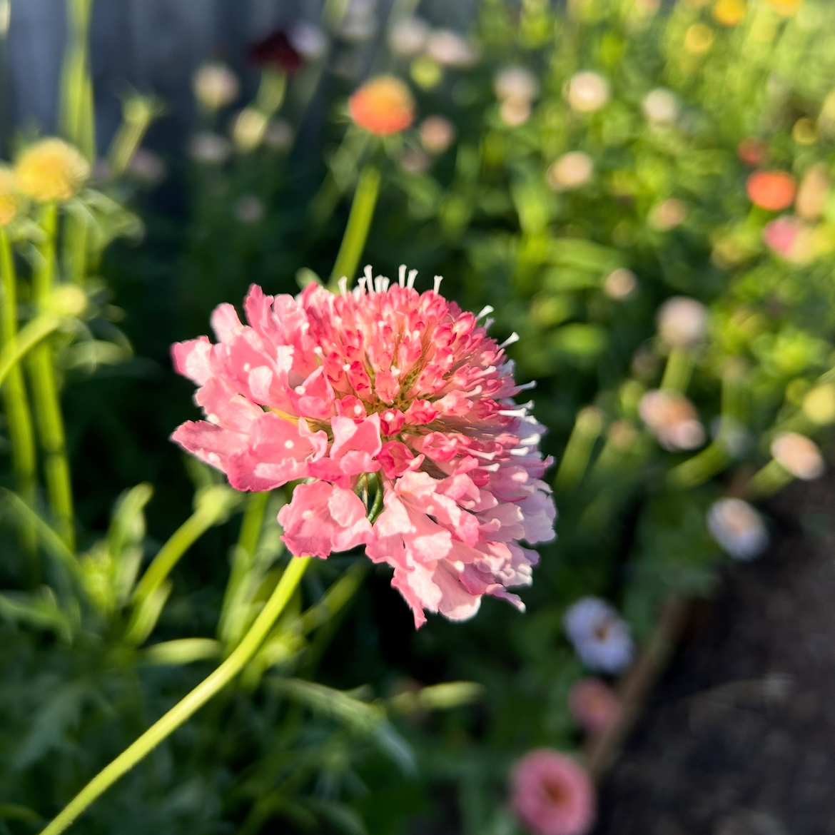 Scabiosa Salmon Rose