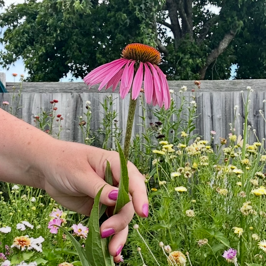 Echinacea Purple