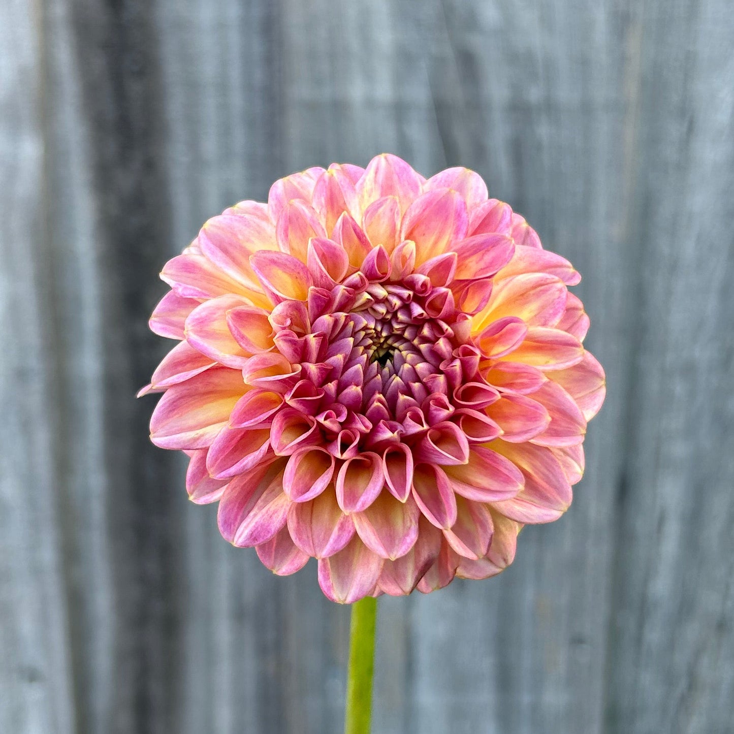 Florelie Harmony