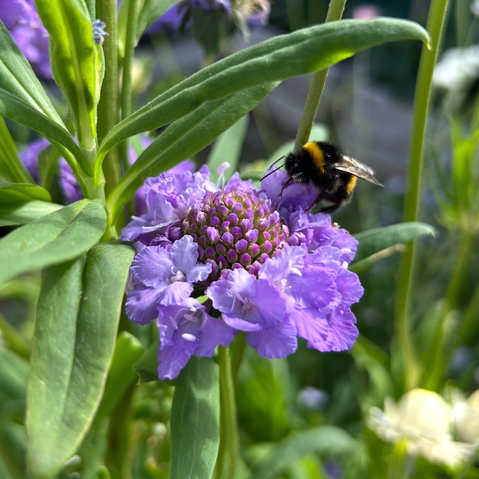 Scabiosa Oxford Blue