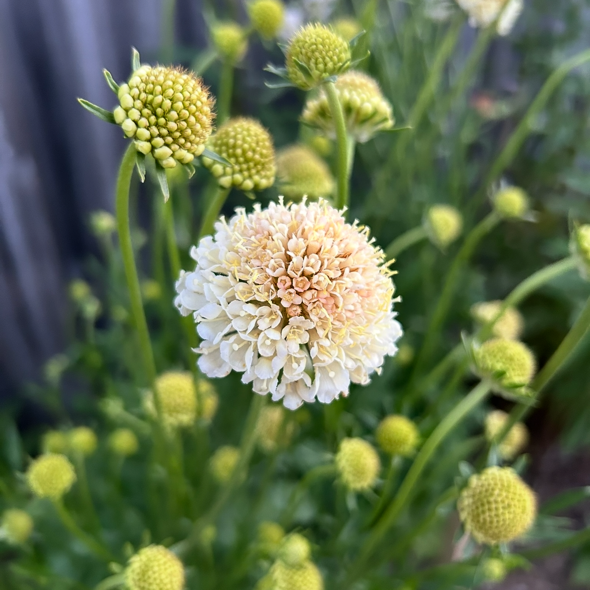 Scabiosa Fata Morgana