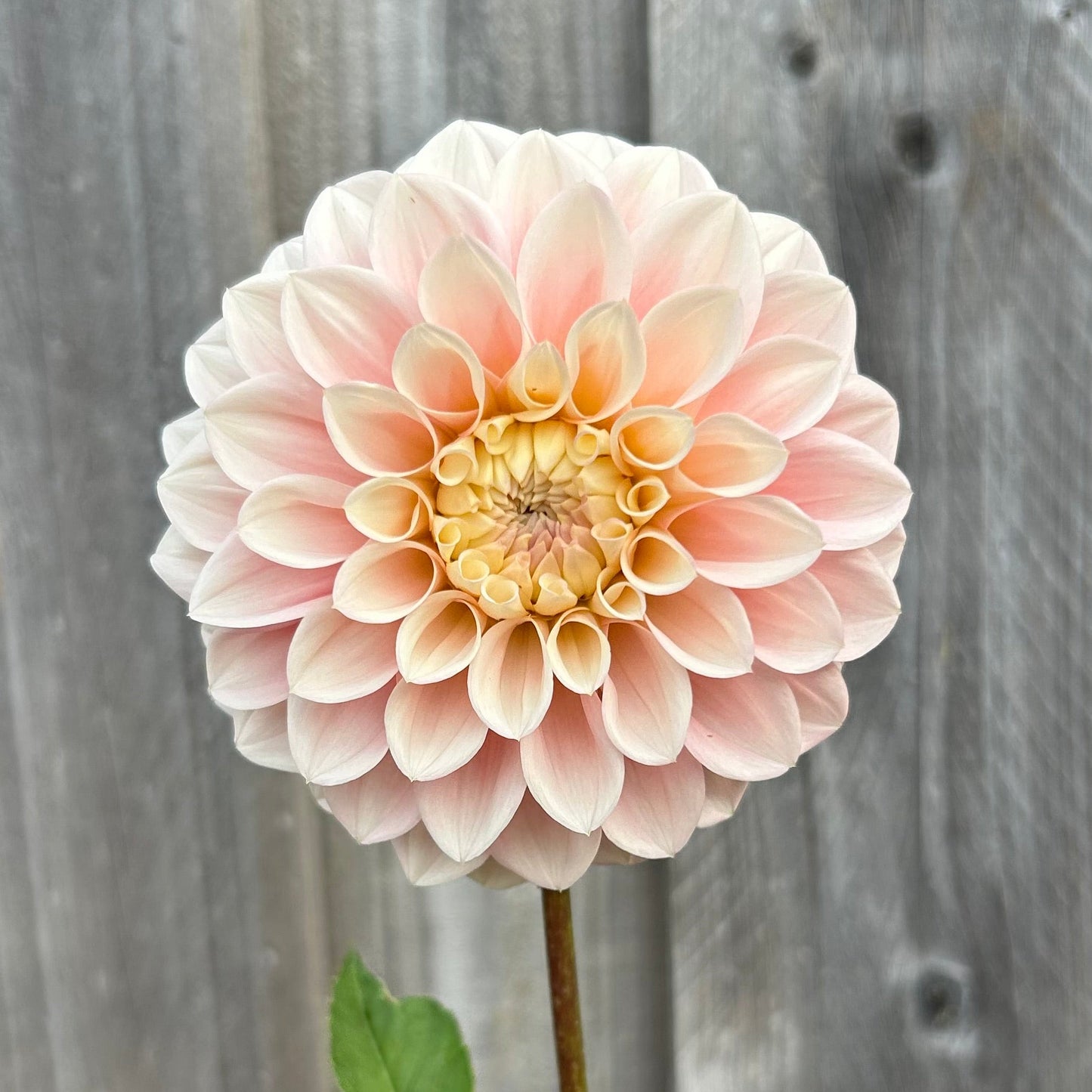 Florelie Pirouette