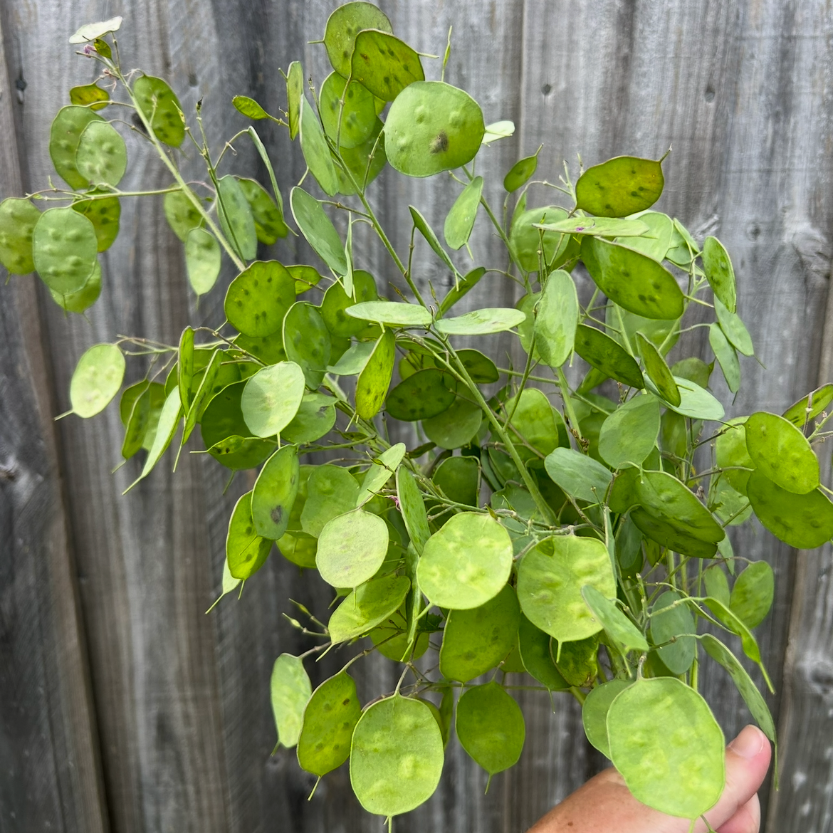 Lunaria Honesty