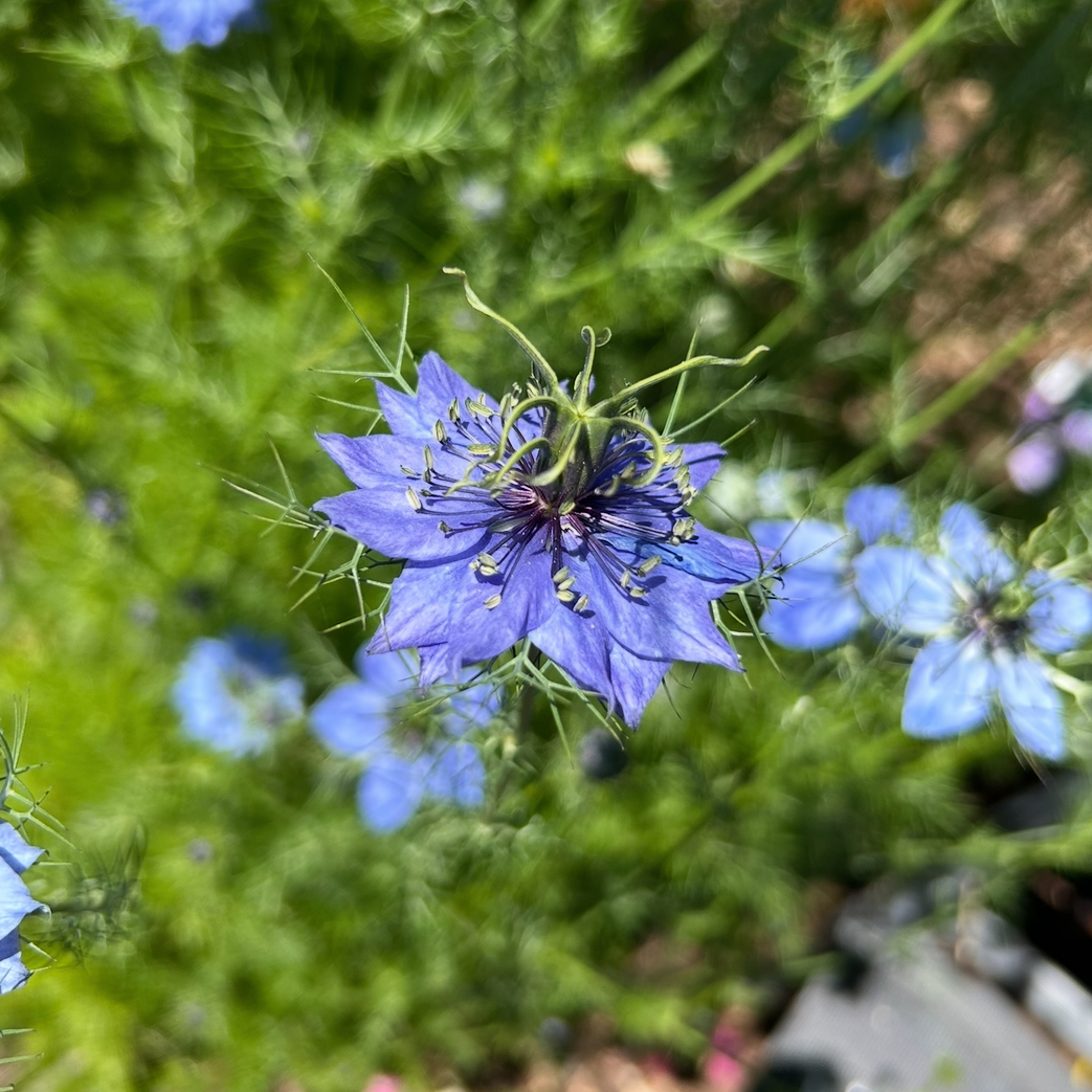 Nigella Mix