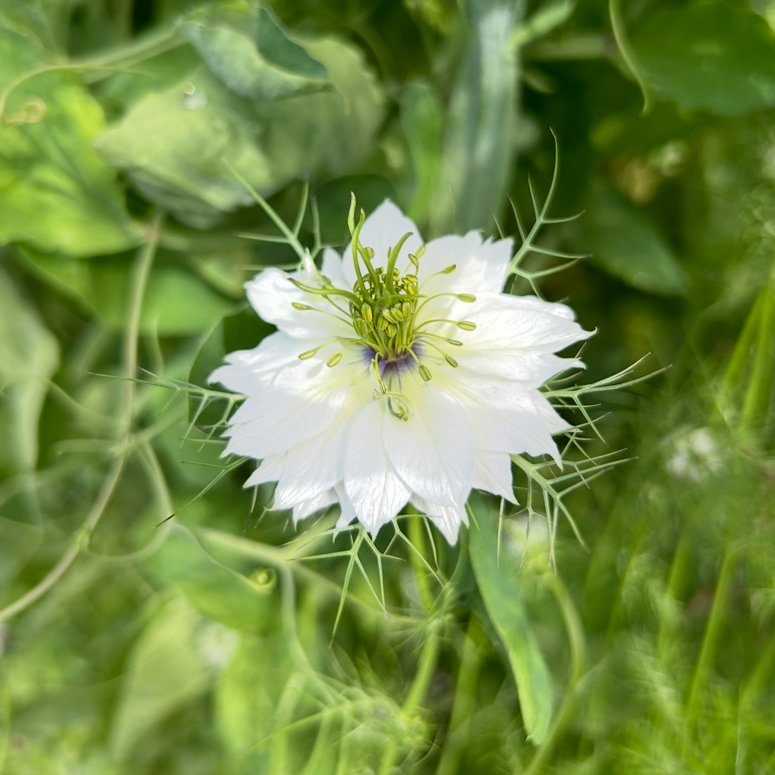Nigella Mix