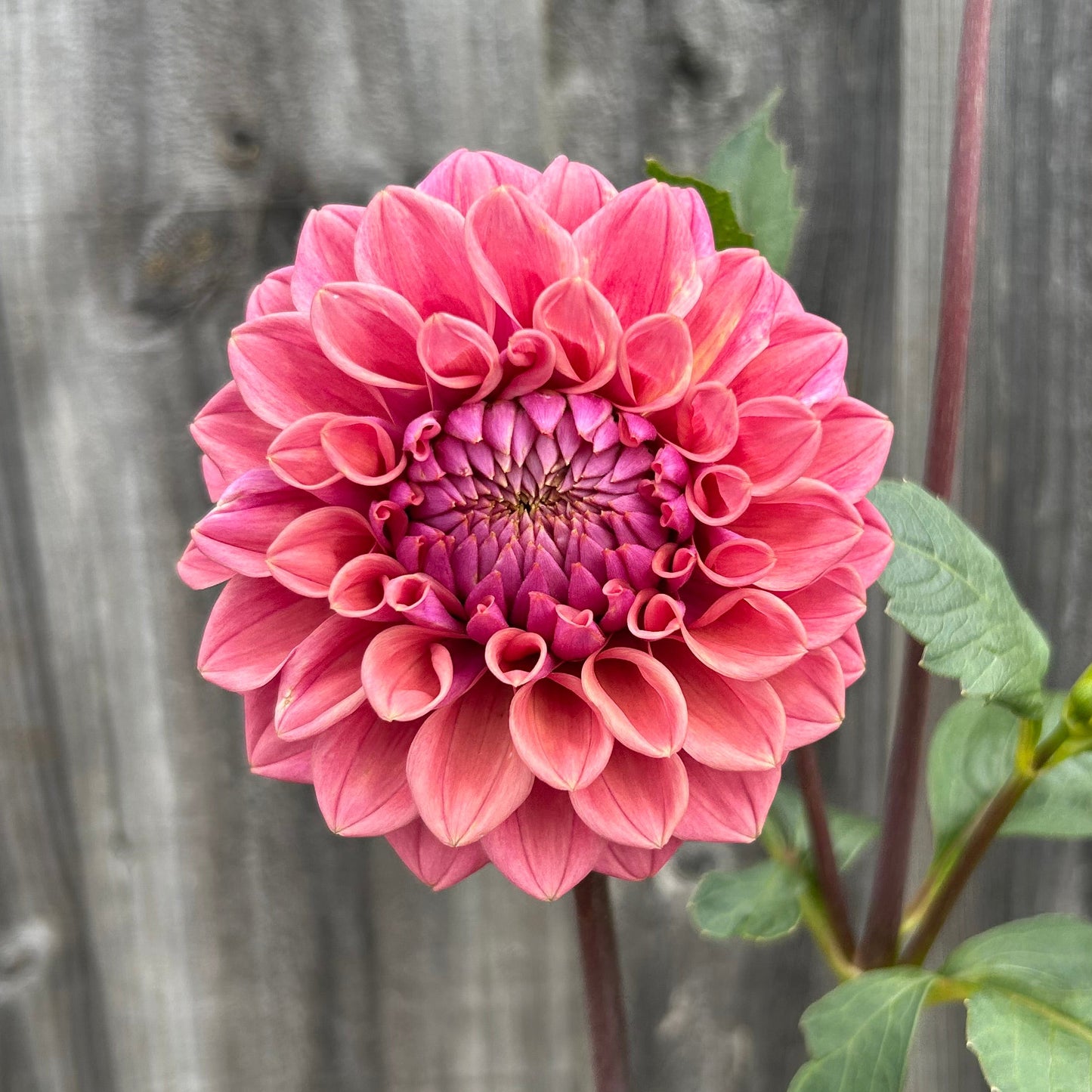 Winkie Truffle