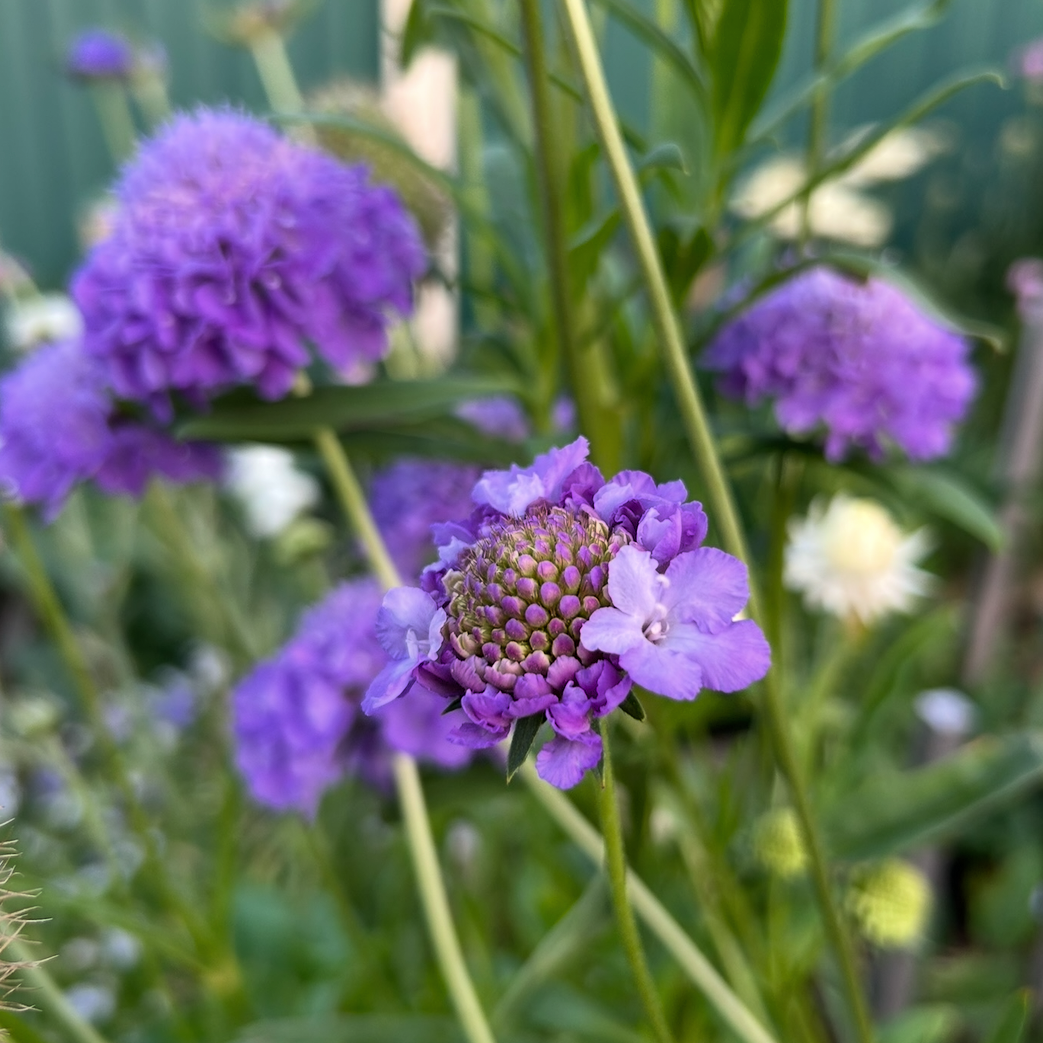 Scabiosa Oxford Blue