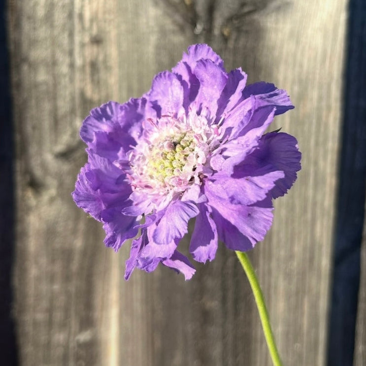 Scabiosa Fama Blue