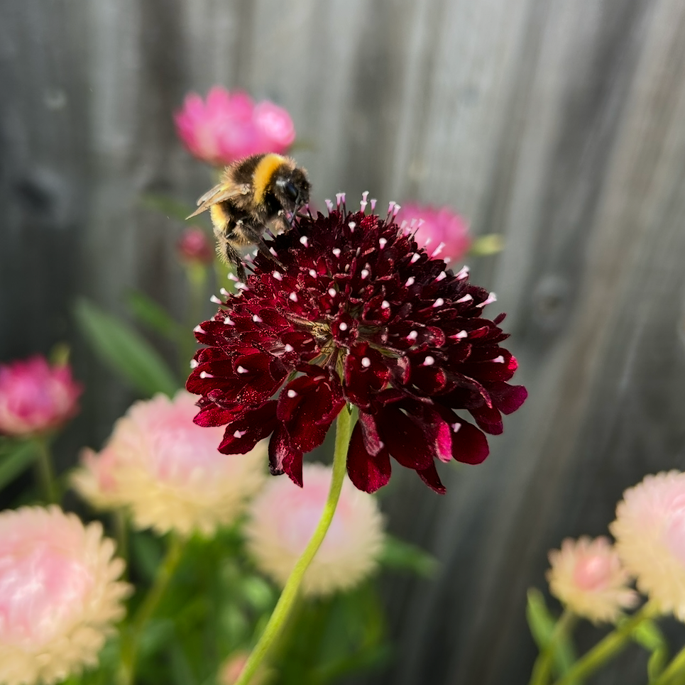 Scabiosa Black Knight