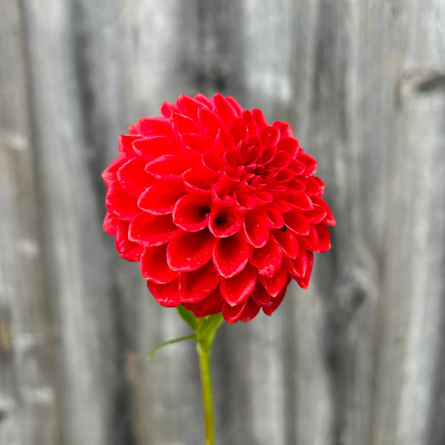 Florelie Ponyo