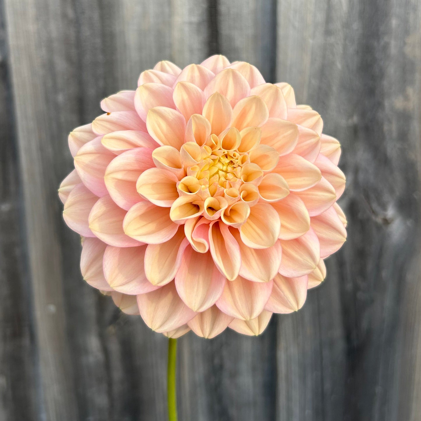Florelie Kindness
