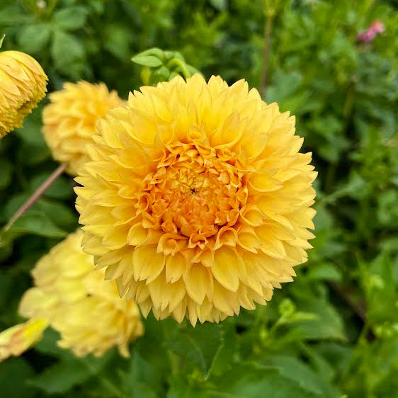 Florelie Dandelion