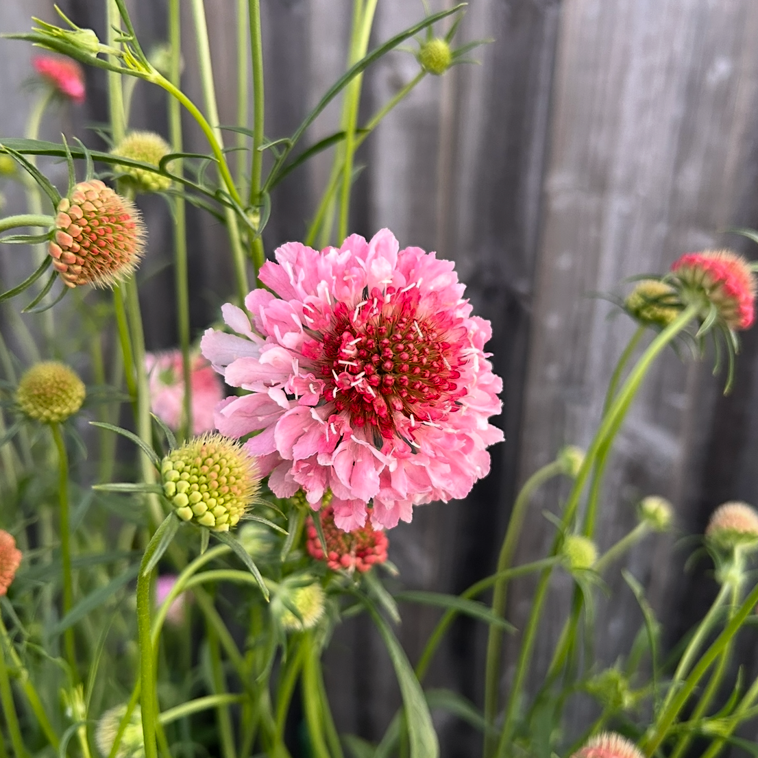 Scabiosa Salmon Rose
