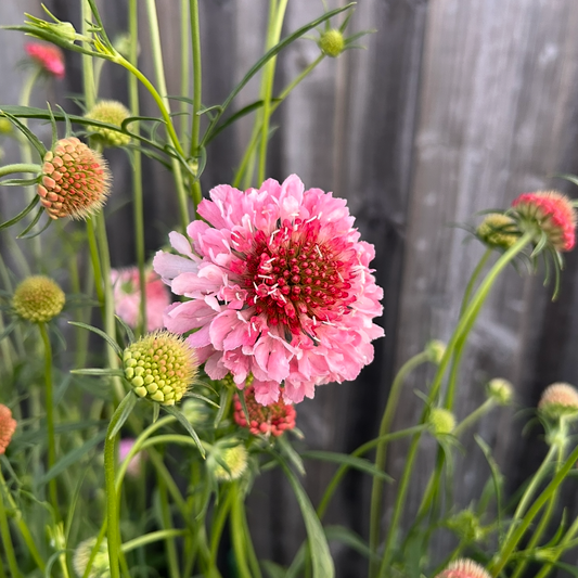 Scabiosa Salmon Rose