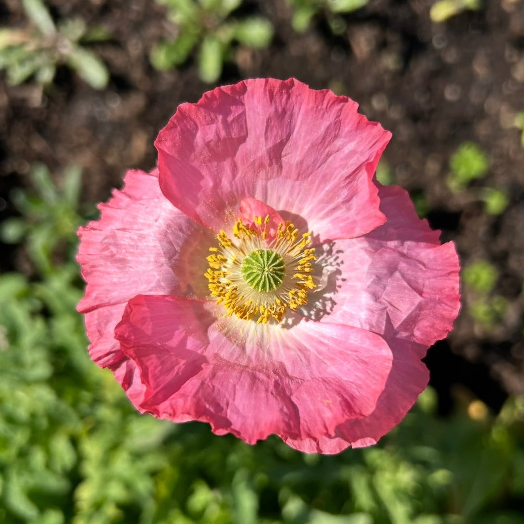 Poppy Pastel Mix
