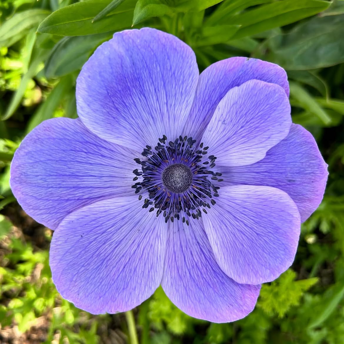 Anemone Mix