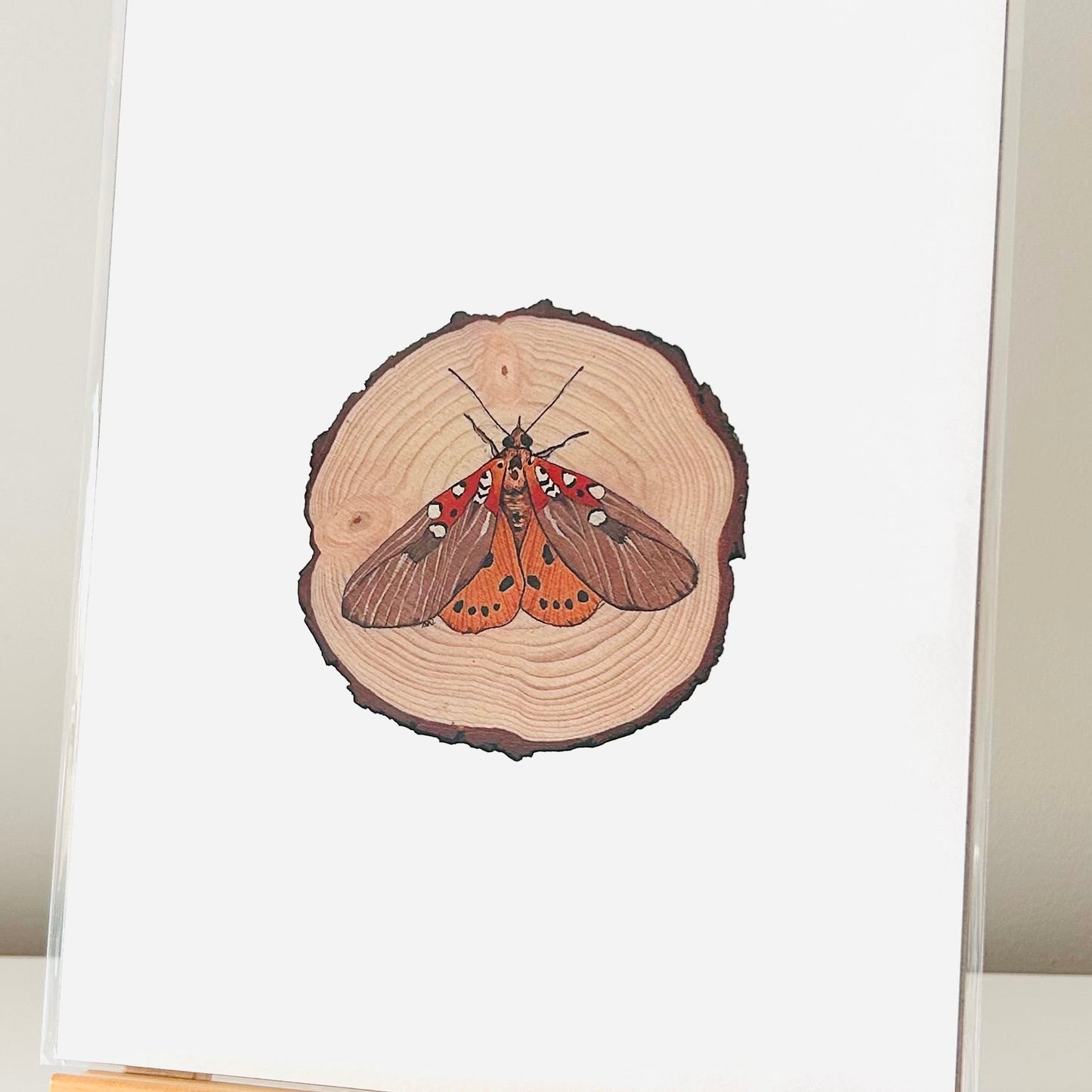 Art Print - The Pollinators Moth