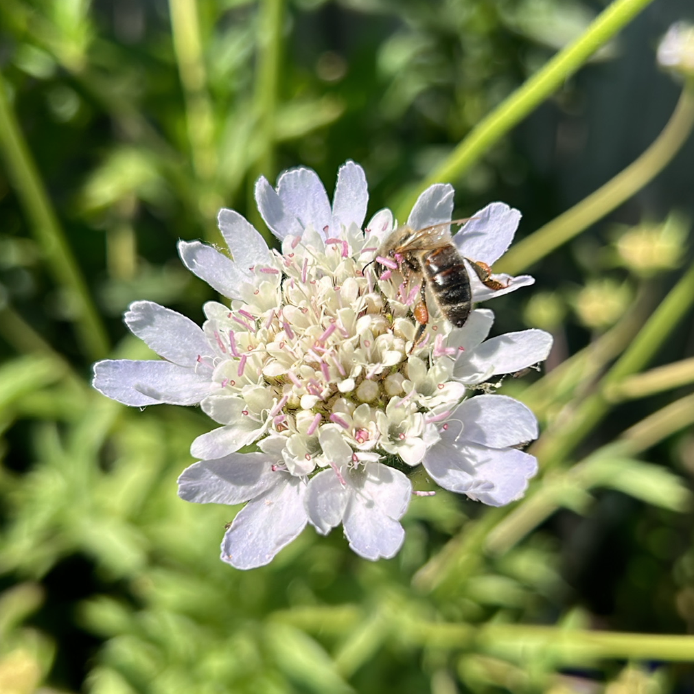 Scabiosa Stellata