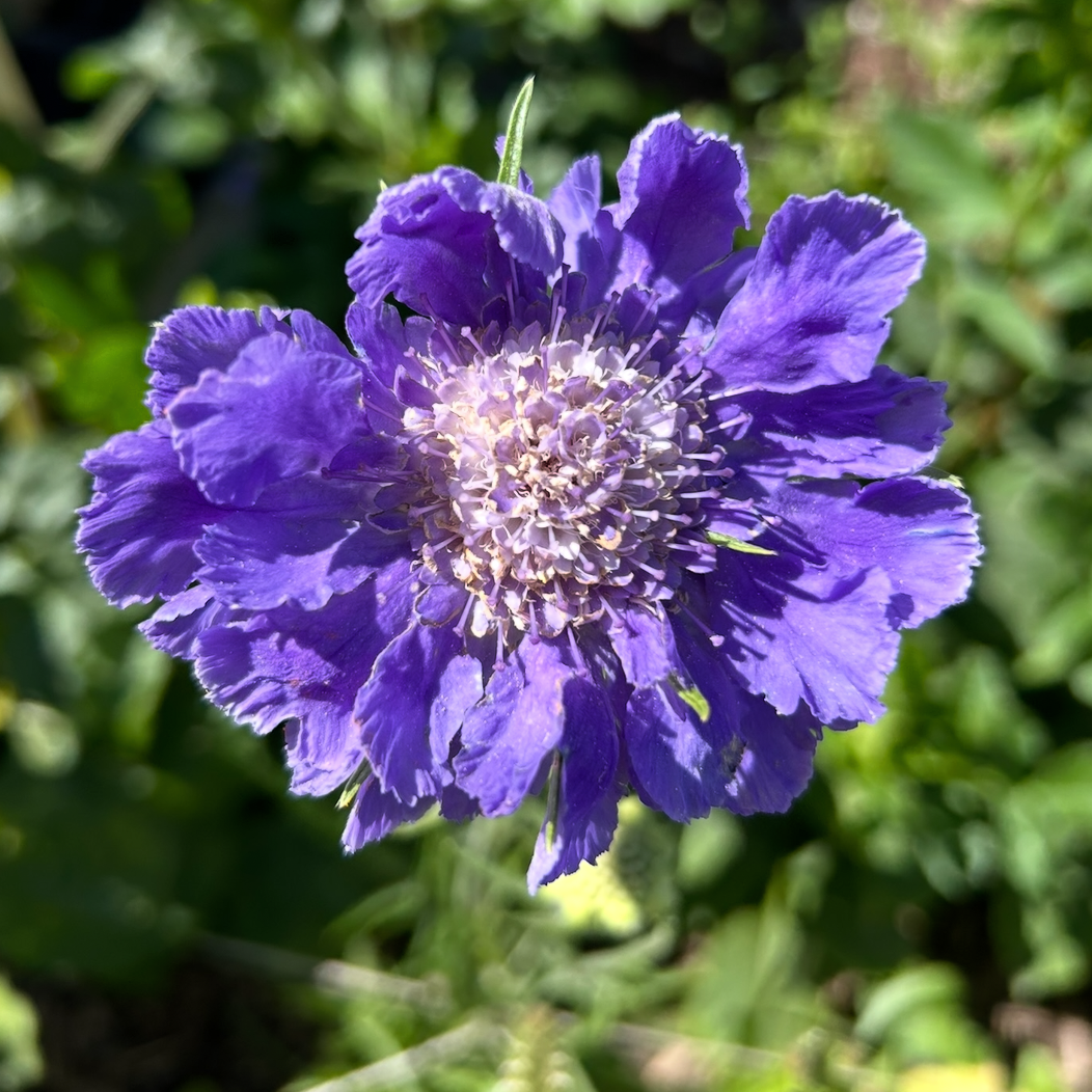 Scabiosa Fama Blue