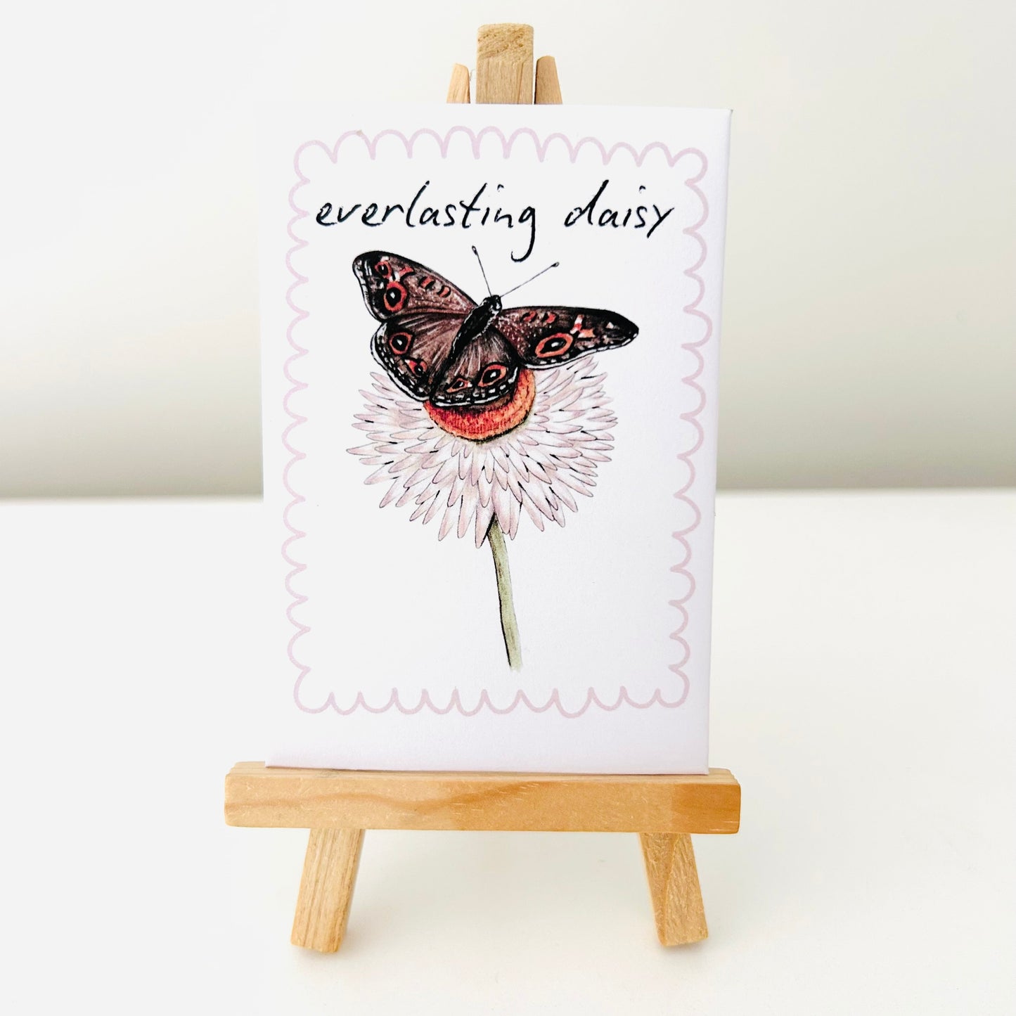 Seeds - Everlasting Daisy