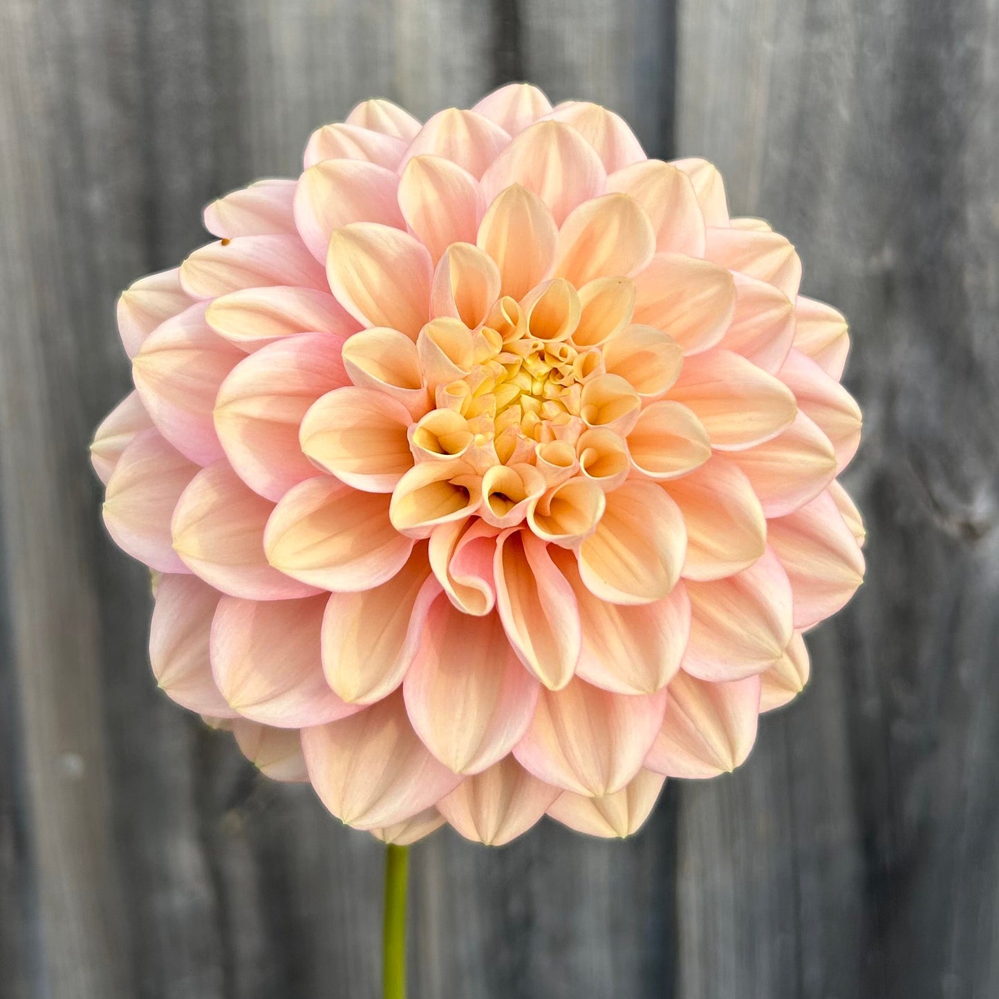 Florelie Kindness