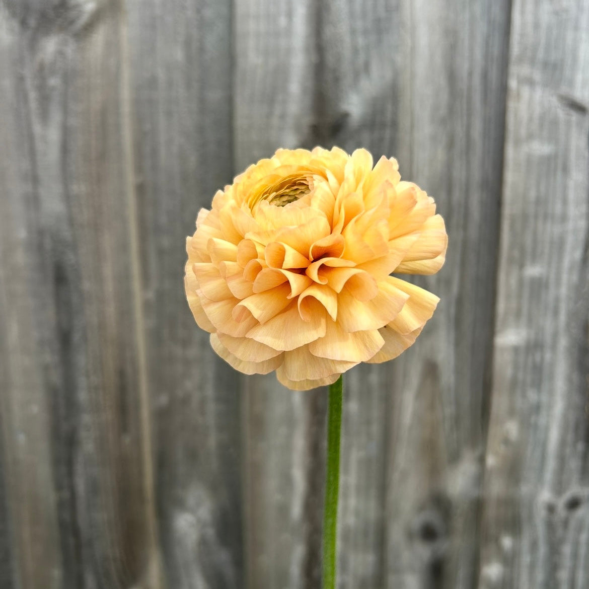 Ranunculus Mix