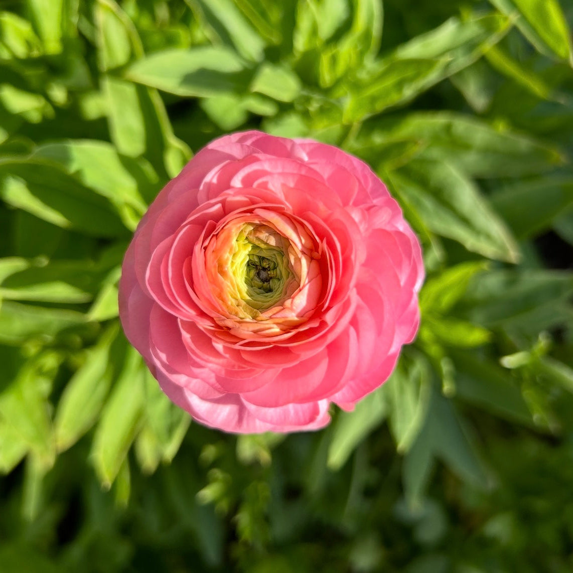 Ranunculus Mix
