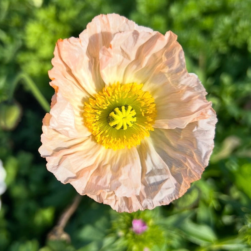 Poppy Pastel Mix