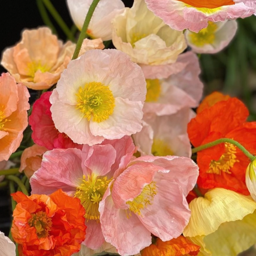 Poppy Pastel Mix