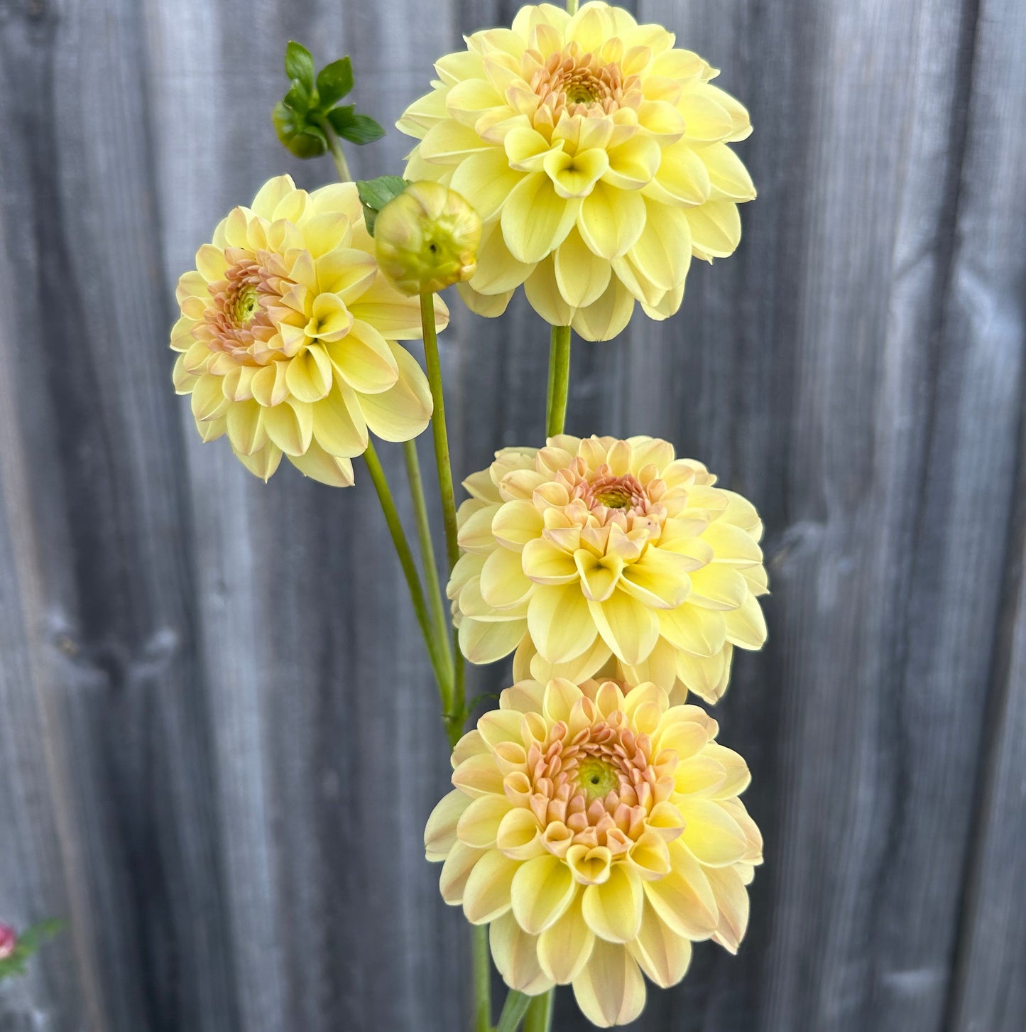 Florelie Toffee