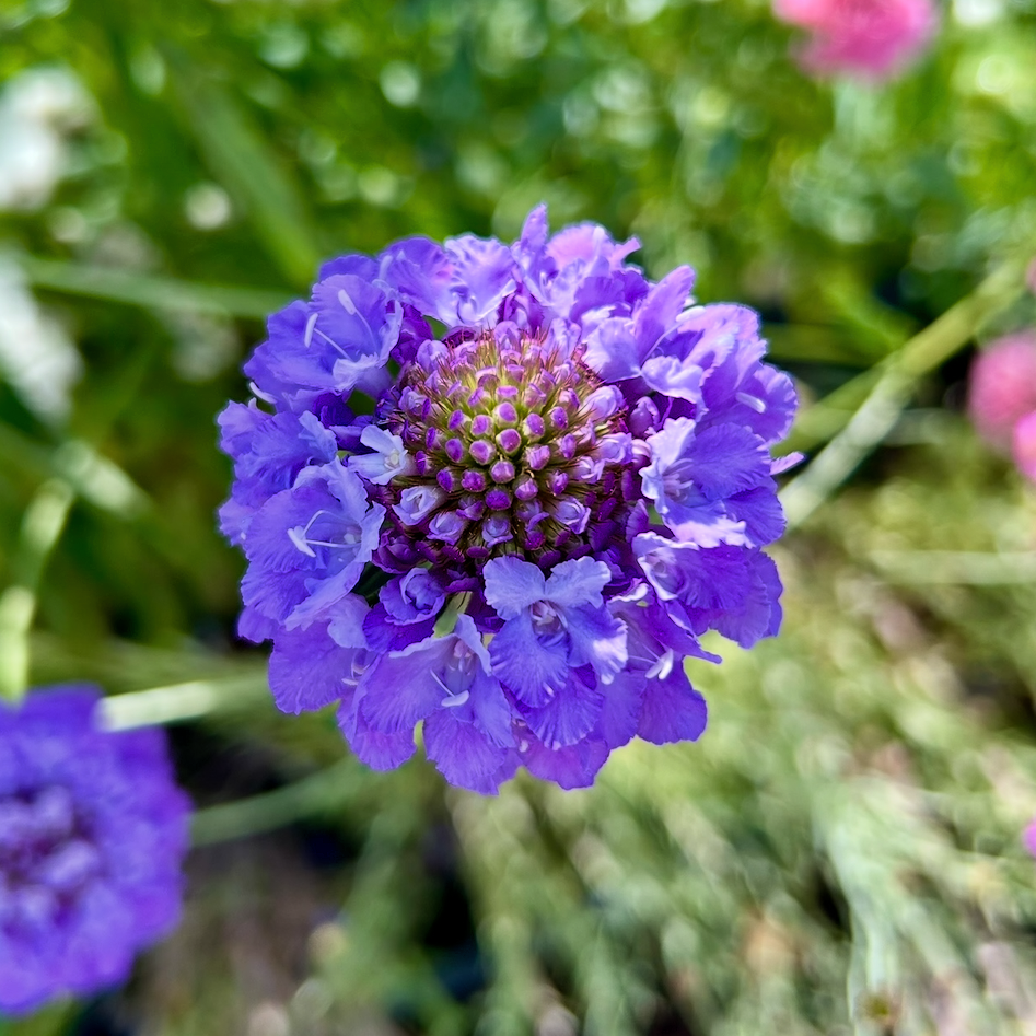 Scabiosa Oxford Blue