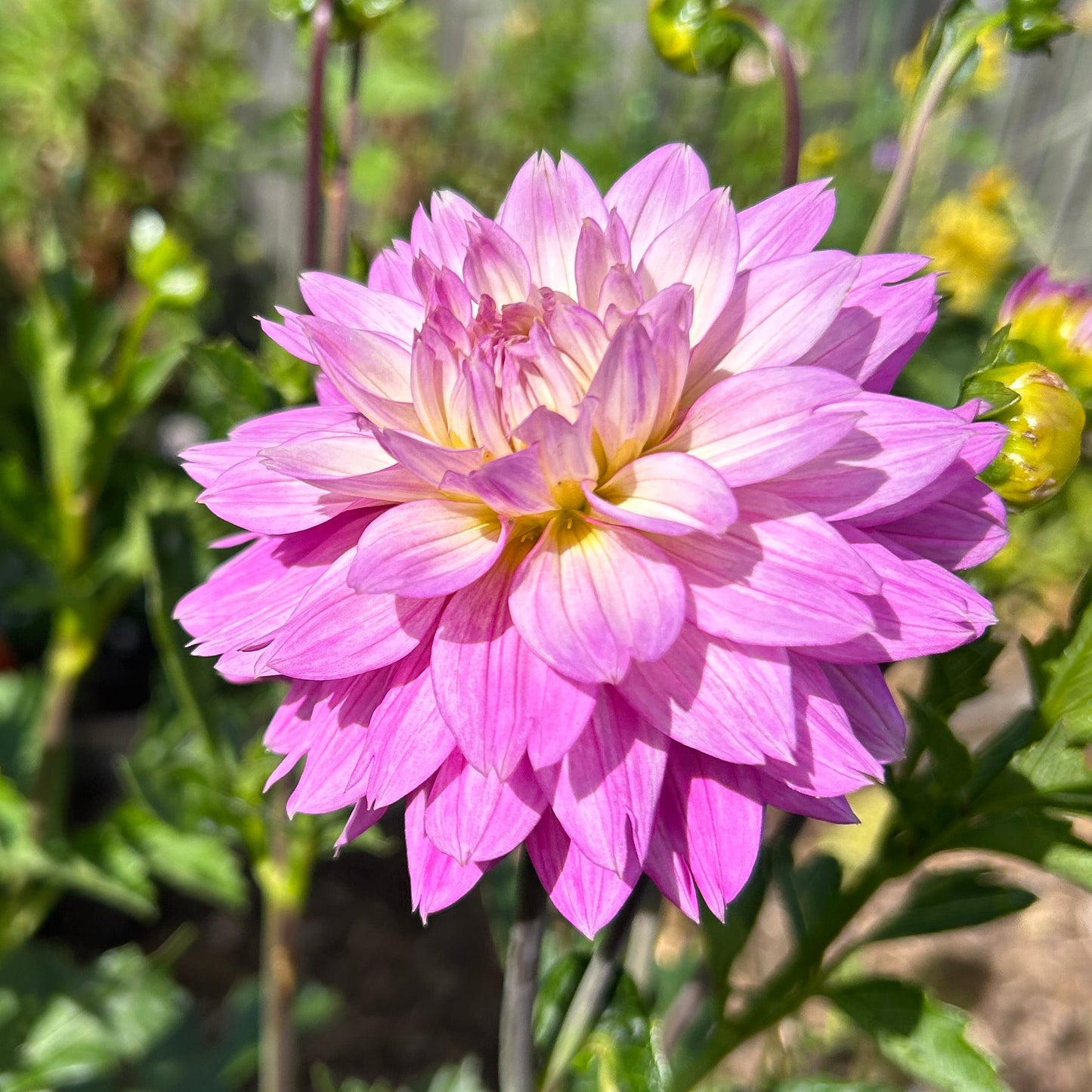 Florelie Tutu
