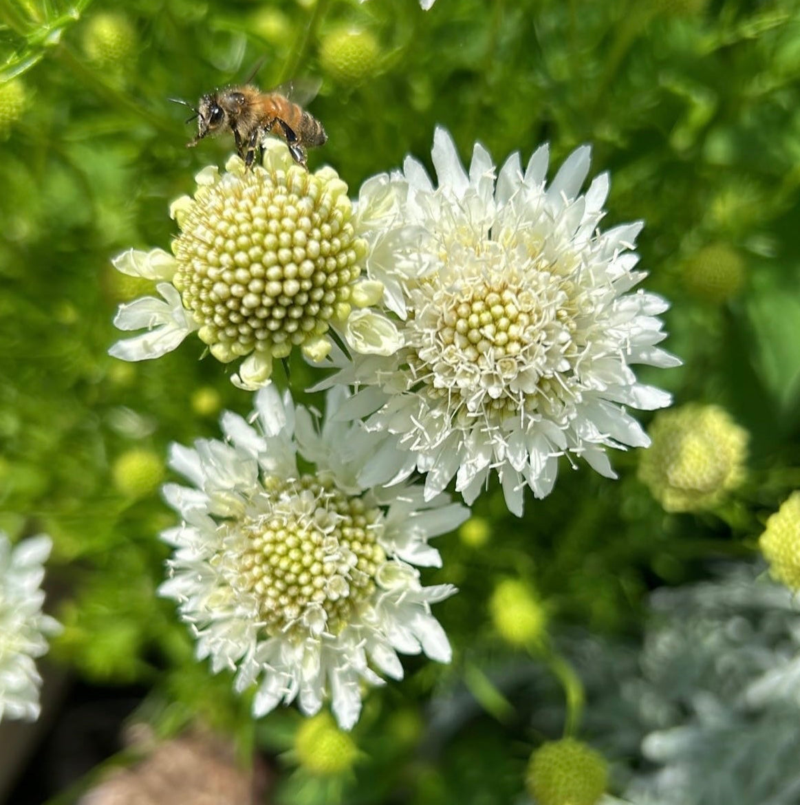 Scabiosa Snow Maiden