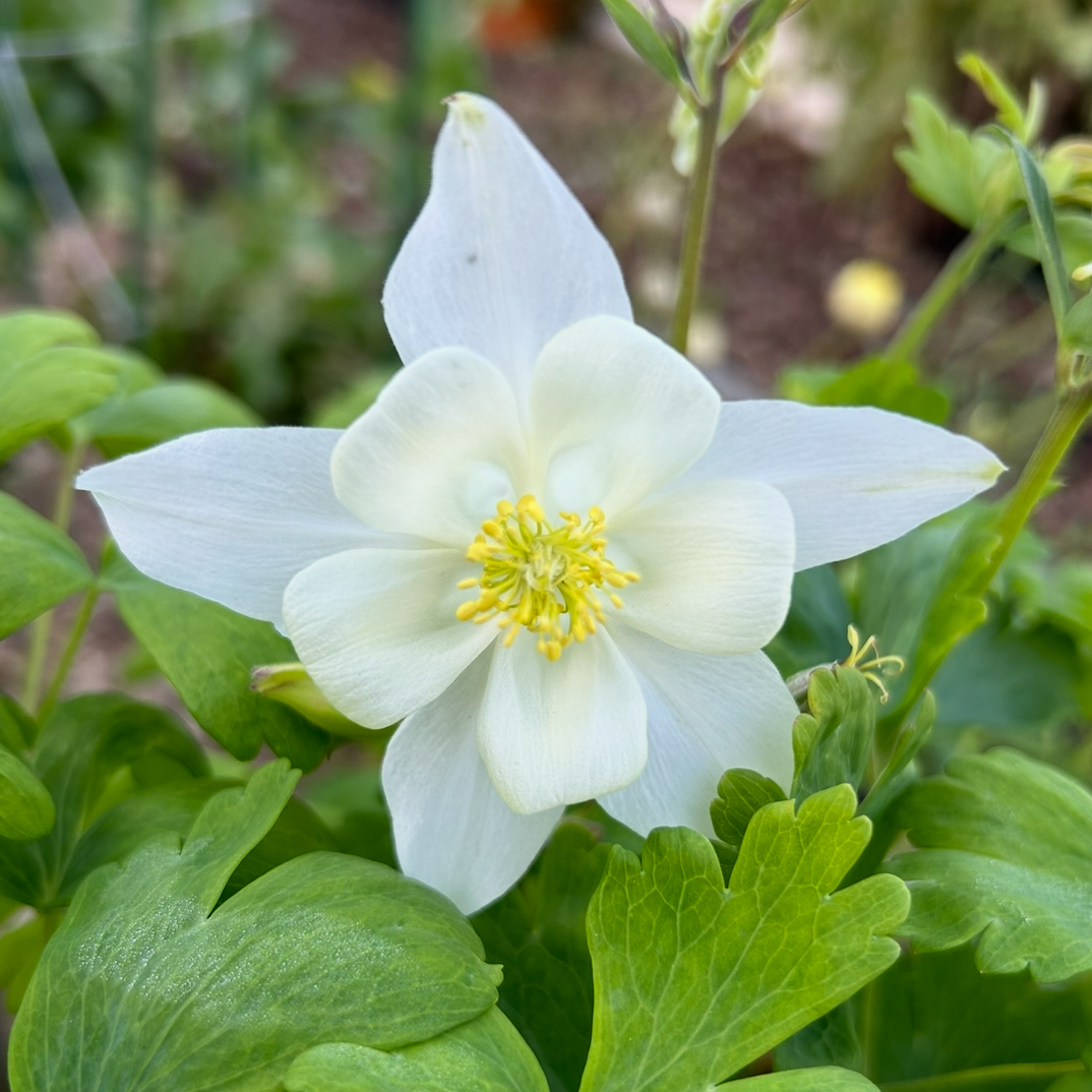 Aquilegia McKana Giant White