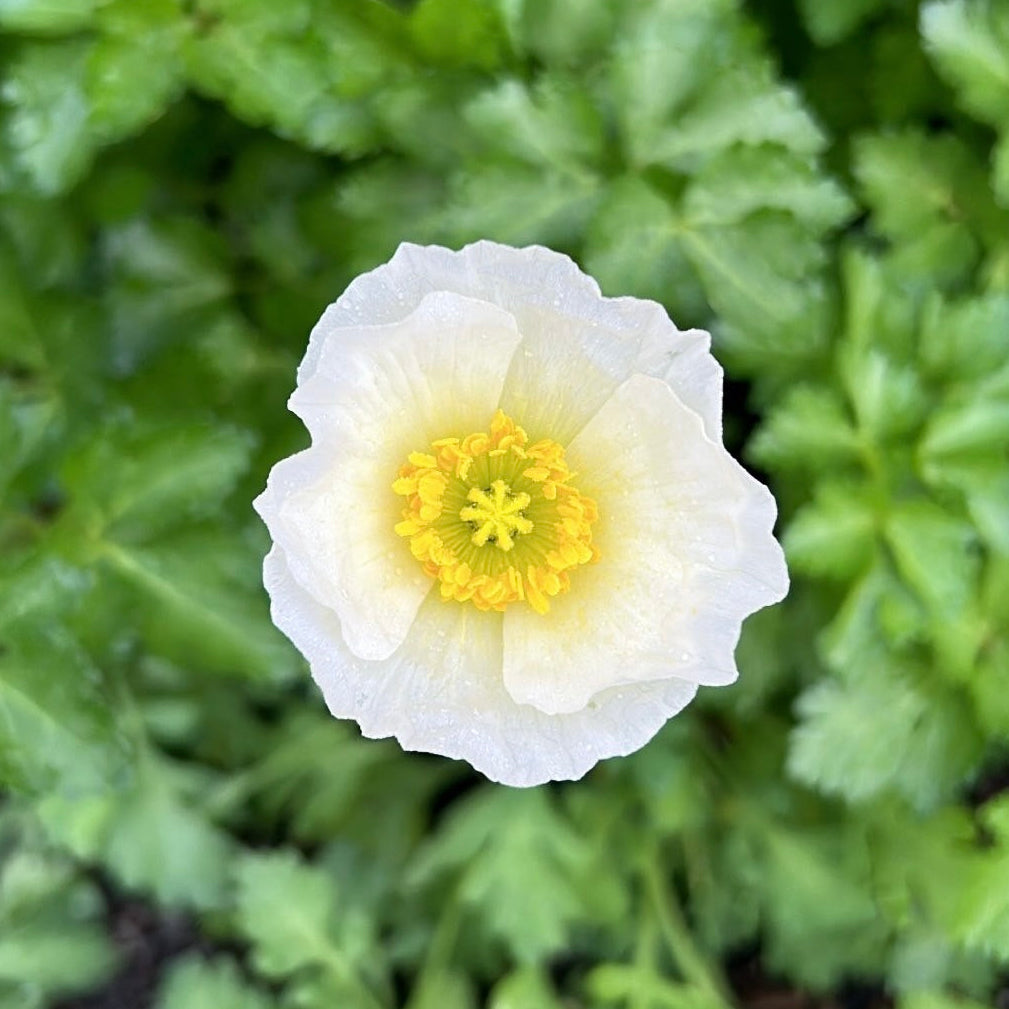 Poppy Pastel Mix