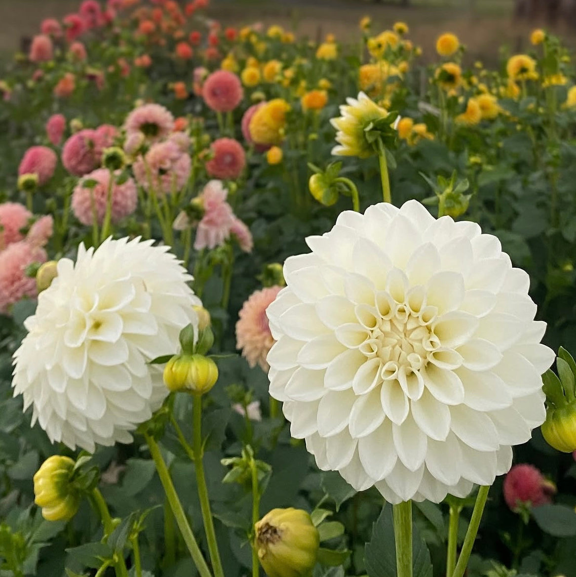 White Decorative