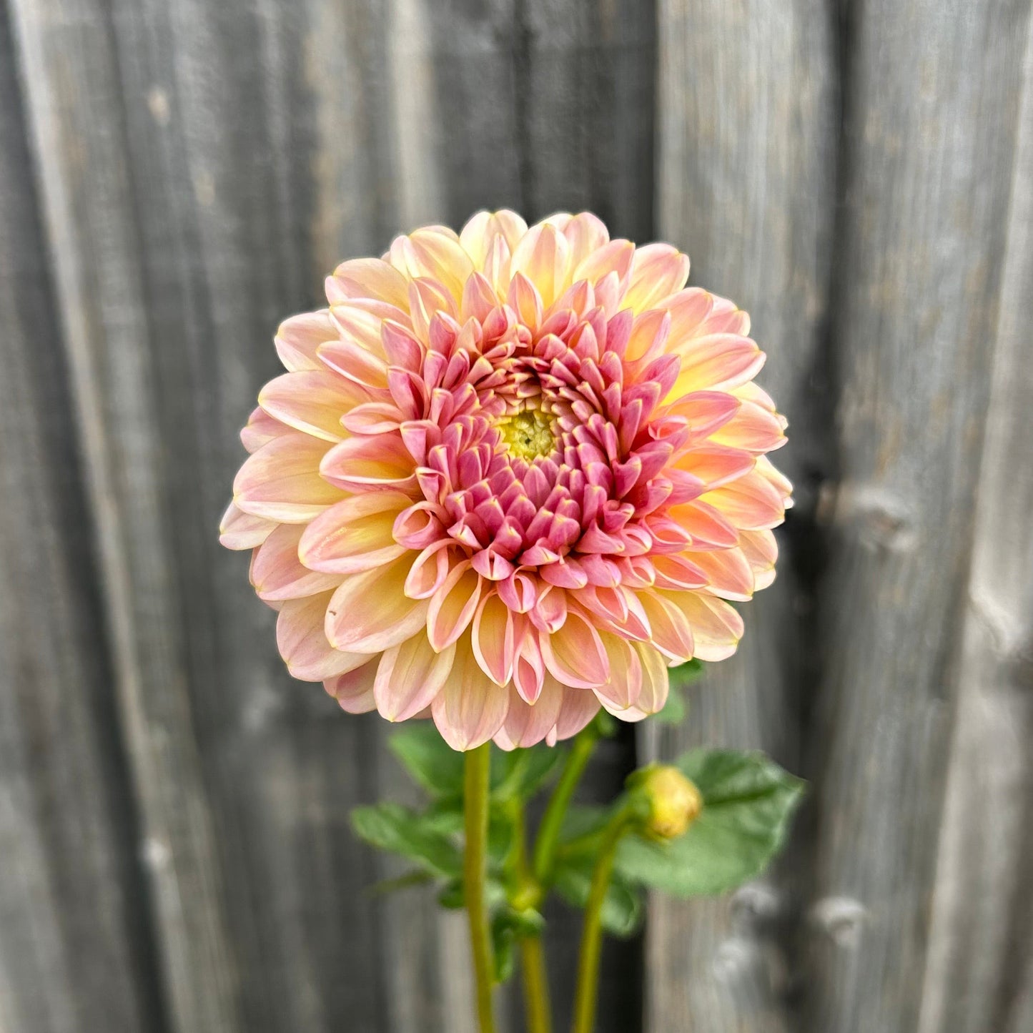 Florelie Harmony