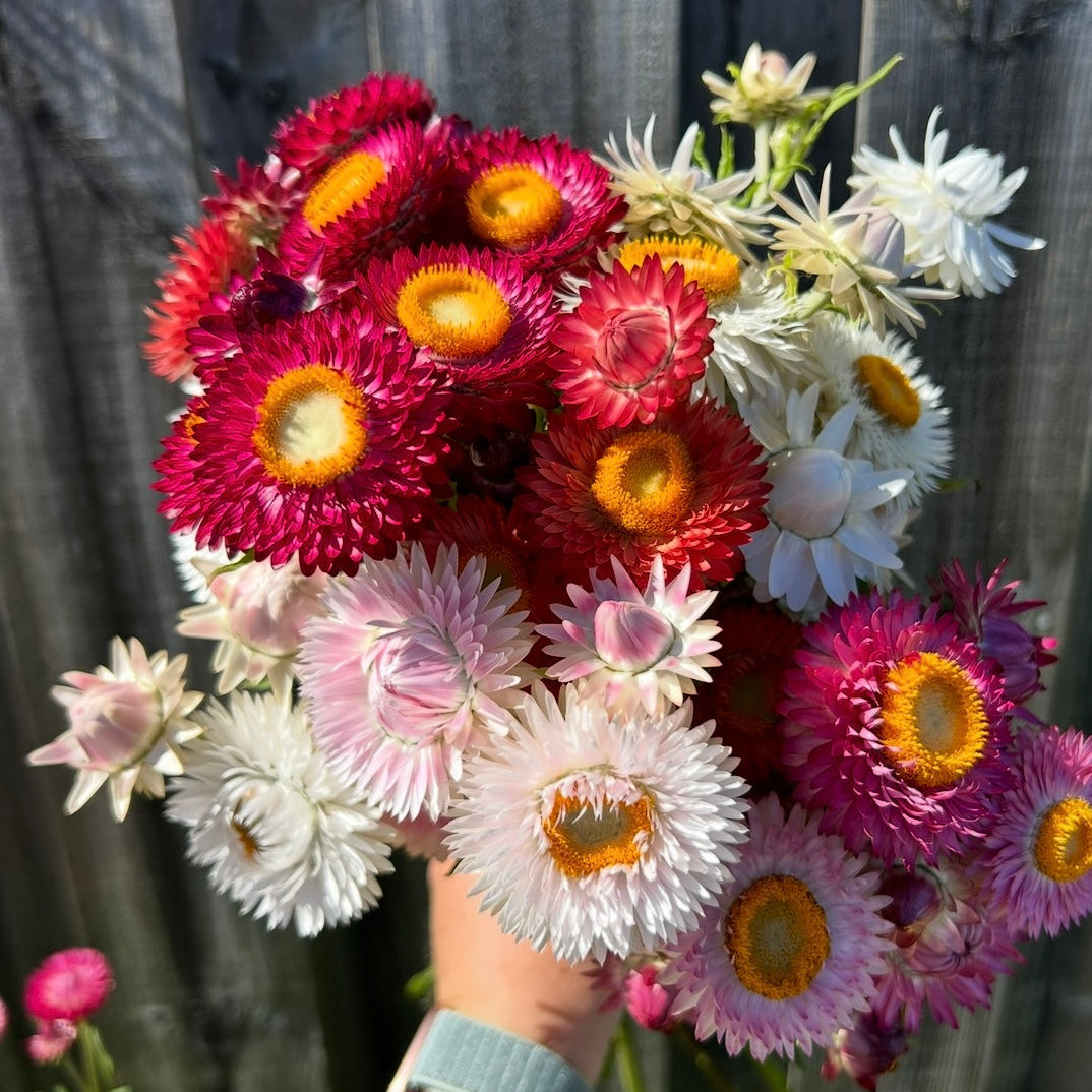 Everlasting Daisy Mix