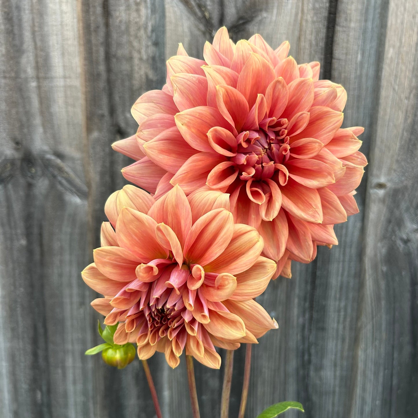 Lileah Caramel Rose
