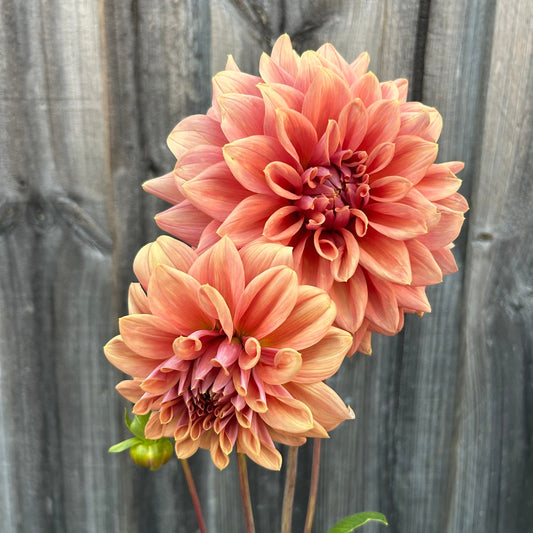 Lileah Caramel Rose