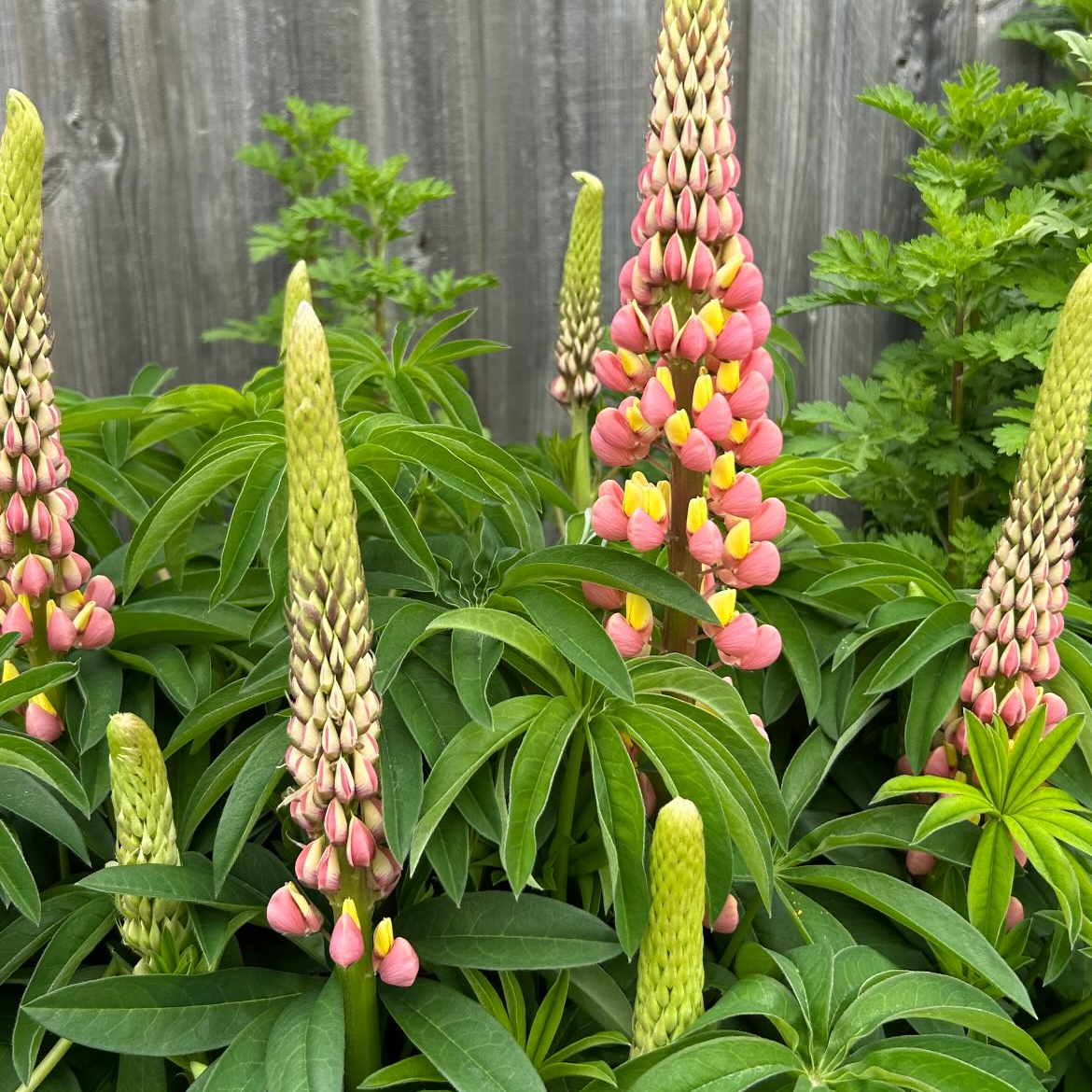 Lupin Pastel Mix