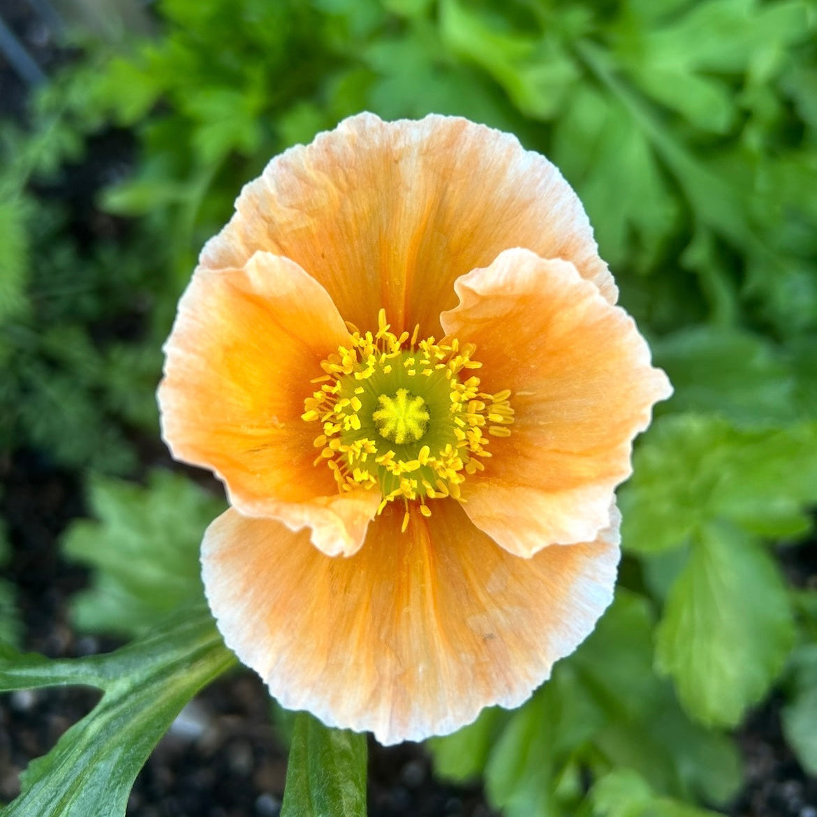 Poppy Pastel Mix